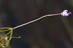 Eastern purple bladderwort